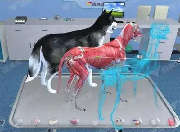 畜牧犬虚拟解剖VR实训系统